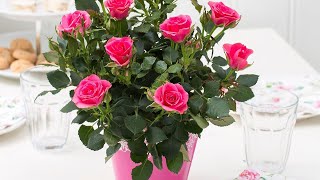 СРОЧНО спасите покупную РОЗУ в горшке, чтобы розы не засохли, долго росли цвели, подарок радовал вас