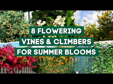 Video: Summer Blooming Vine Choices - Selectarea viței de vie care înflorește toată vara