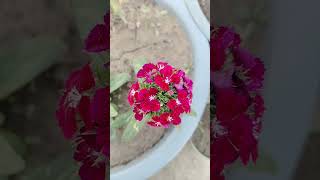 red phlox #phlox #garden #plants #nature #peace #viralvideo #viralshorts #short #shortaday