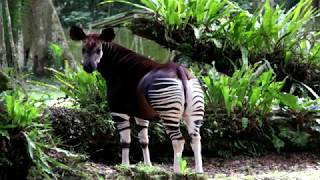 Hitn Video Okapi Conservation Project 2017