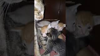 los cuatro gatitos y su madre