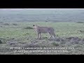 Happy zebra spotted hyena encounter two subadult male lions