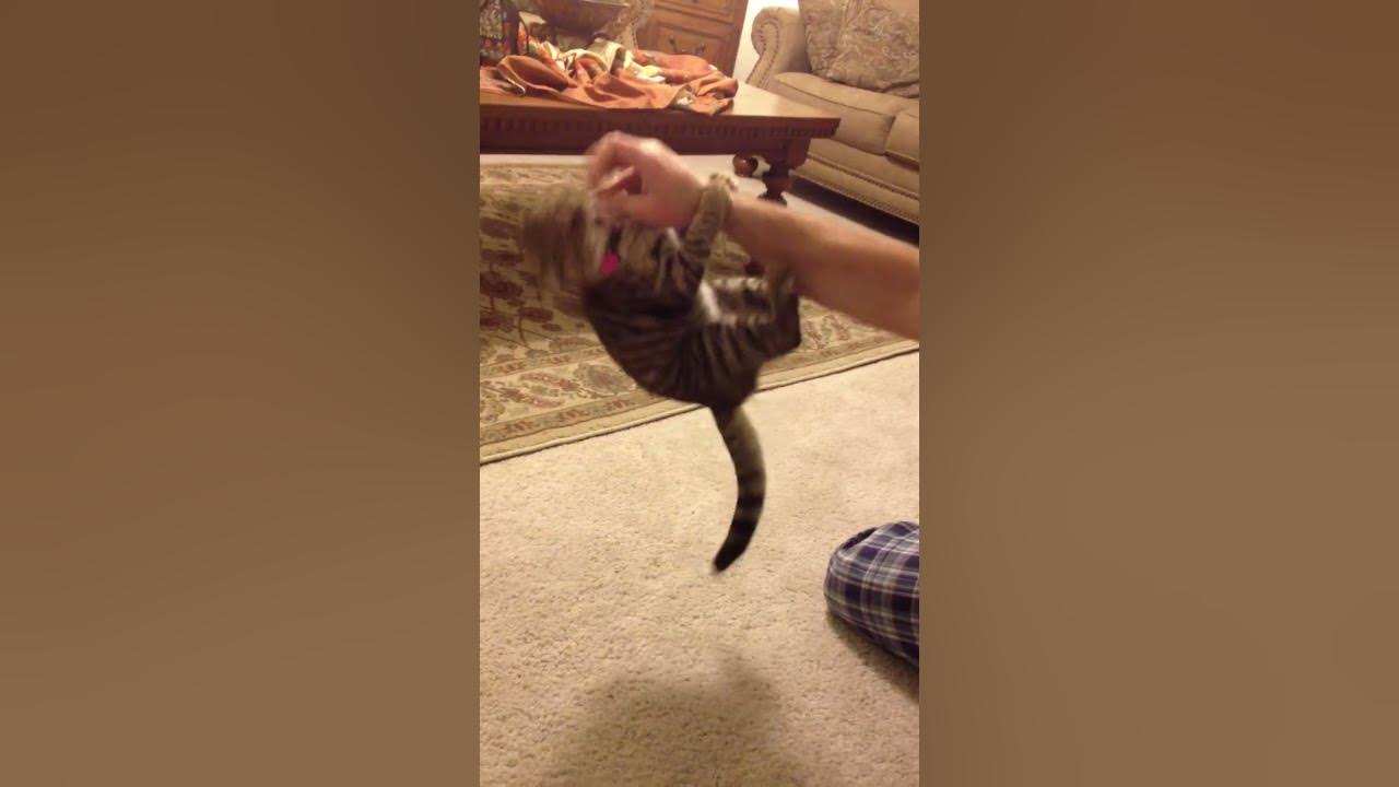 Cat Attacks Hand YouTube
