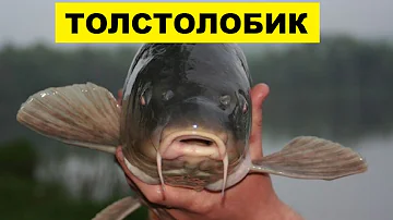 Разведение Толстолобика в домашних условиях как бизнес идея