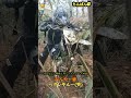 岡山ちんぱんG 林道しごき イッキャちゃん