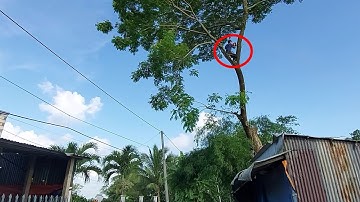 Cưa Cây Còng Siêu To Trên Nóc Trại / Sawing the Super Big Cuffs on the Roof of the Camp | Tập 801