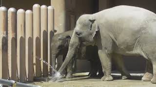 お水だいすき♡うららは気分上々♪2024/5 /4東山動植物園うらら#アジアゾウ