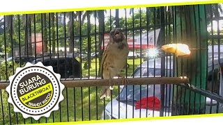 Brandy Watch Drone Gopro - Blackthroat Bravo Team Chirping In The Morning At Cibubur