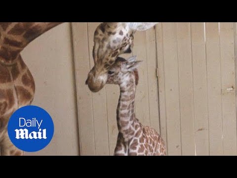 Santa Barbara Zoo Just Welcomed a Baby Boy Giraffe