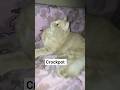 viral cat background music #cat #funnycats #catsofyoutube #crockpot #kitten #shorts