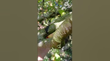 سورة الفاتحة بصوت رائع