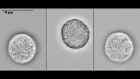 Passive, non-adherent, live human neutrophils