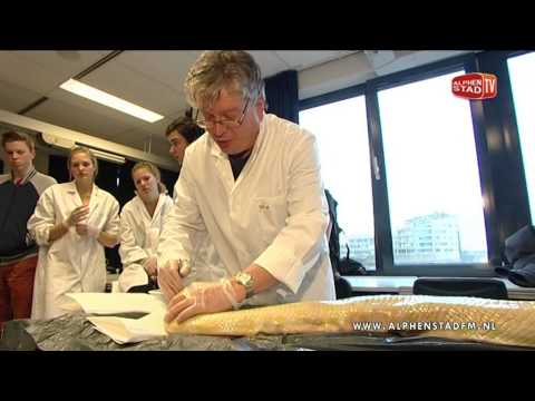 Ontleding tijgerpython Scala College