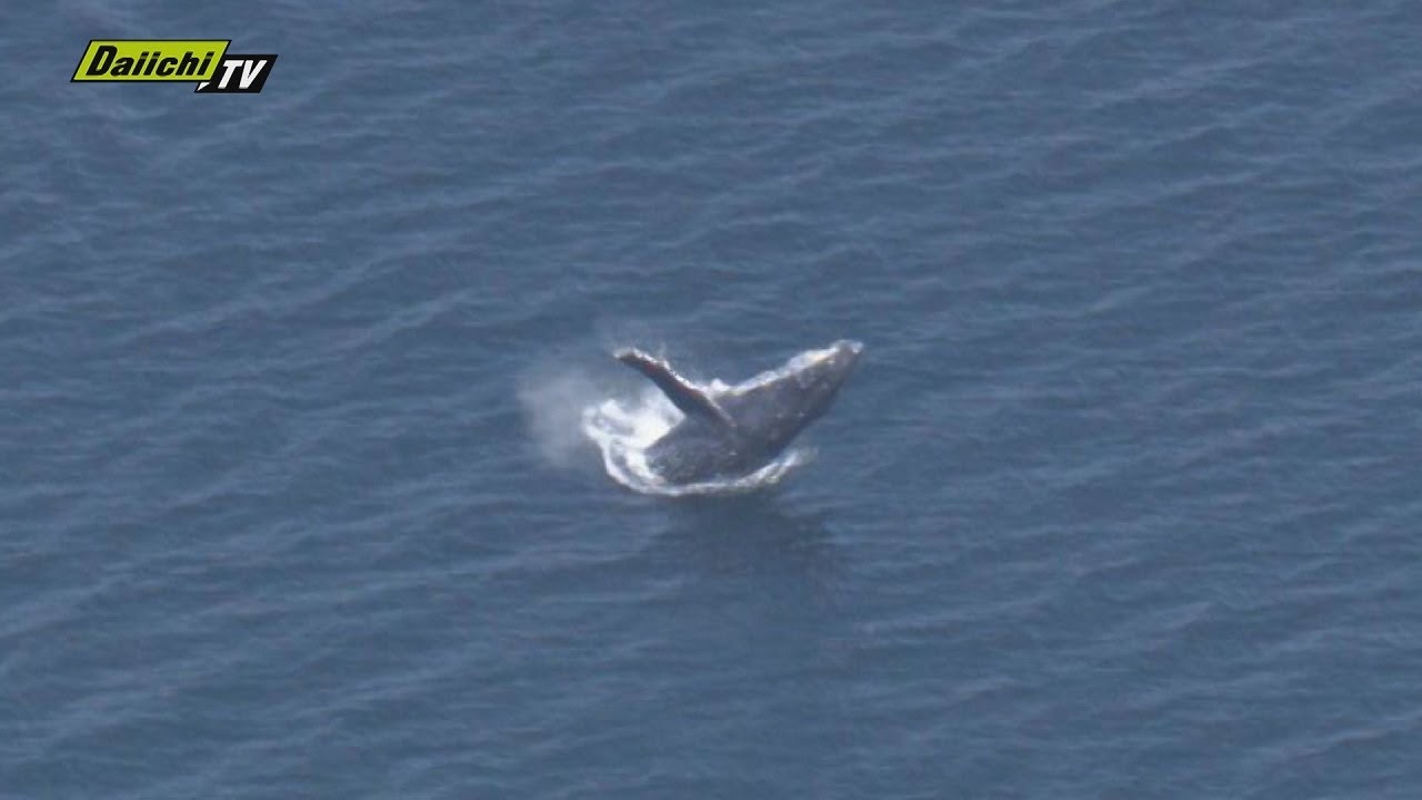 独自映像】田子の浦港沖でザトウクジラか 取材ヘリが何度もジャンプを