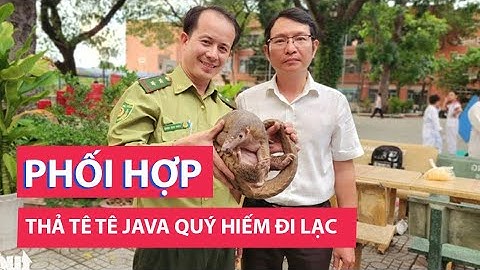 Tê tê Java quý hiếm lạc vào trường học ở TP.HCM được thả về vườn Quốc gia U Minh Thượng