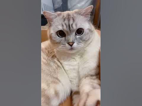 Как приучить котёнка к лотку. - YouTube