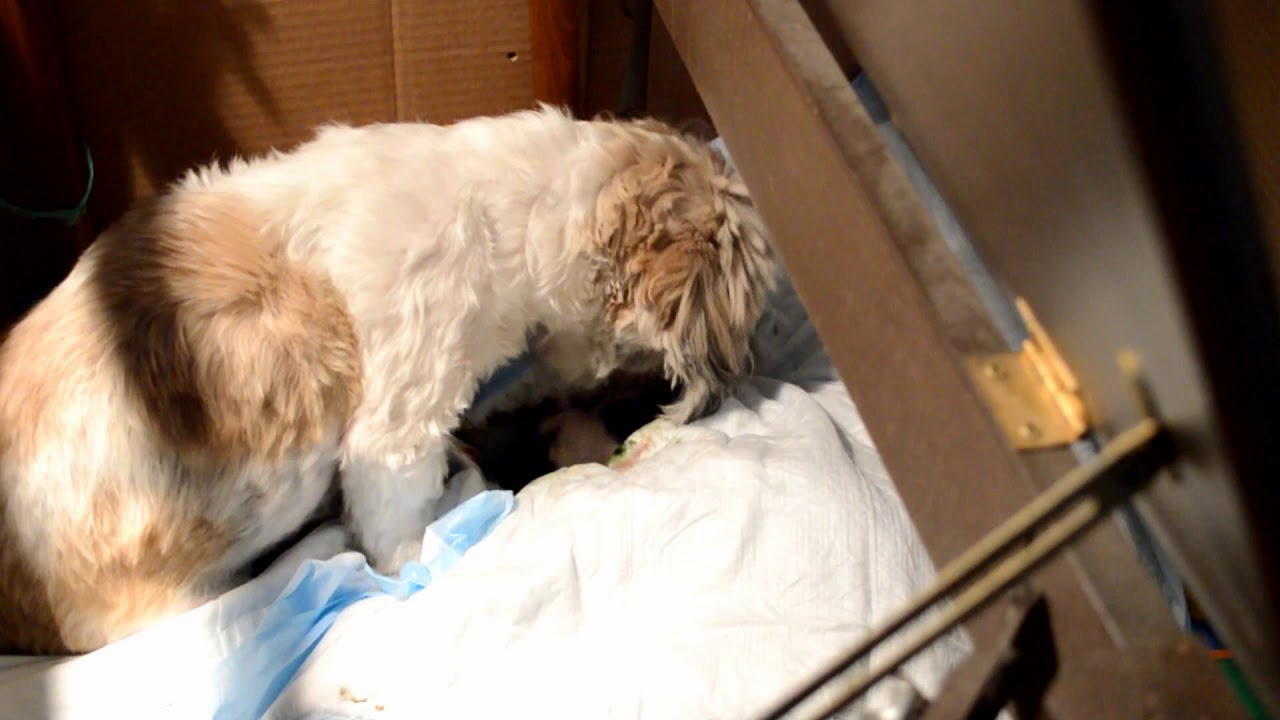Shih Tzu Giving Birth YouTube shih-tzu-giving-birth-youtube