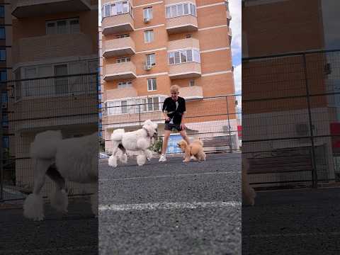КАК ВЫ ЖИВЕТЕ БЕЗ СОБАК?🐩🫢#пудель #мальтипу #собаки #plants #растения #dogshorts #maltipoo #poodle