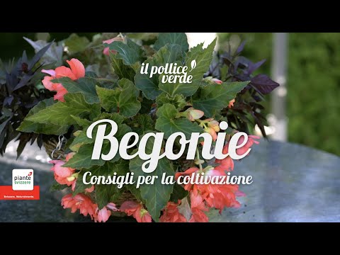 Video: Piante d'appartamento di begonie in crescita: informazioni sulle begonie come piante d'appartamento