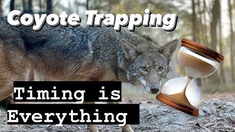 Coyote Trapping - Timing is Everything!