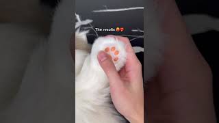 The results are stunning!! 😭💖 #cat #catlover #catbag #kitty #kitten