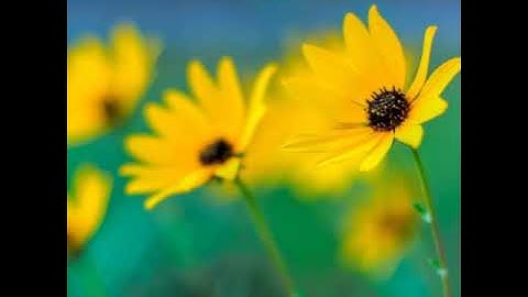 سورة يس وص با مقام العراقي للشيخ 《عبدالعزيز الزهراني》♤■□▪○