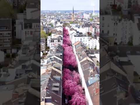Видео: Cherry Blossoms в Германия