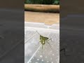 Cute mantis #shorts #mantis #cutemantis #cute