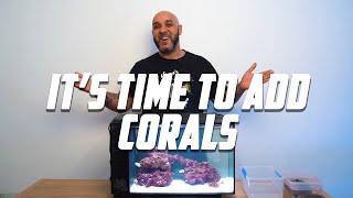 Time To Add Corals To The Super Simple Budget Reef Ep4