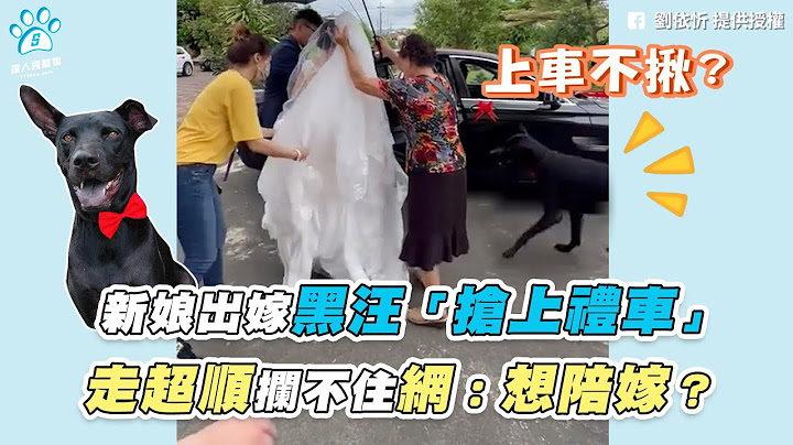 【新娘出嫁黑汪「搶上禮車」 走超順攔不住網：想陪嫁？】｜網友 /  劉依忻 / 玉倢 - 天天要聞