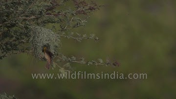Master of flight, thorn tree dweller: slow motion of Baya Weaver Bird nest-making