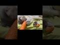 1 year old cat Pepper playing with carrot toy rolling on bed