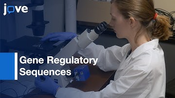 Gene Regulatory Sequences Identification by NGS of 4C-seq | Protocol Preview