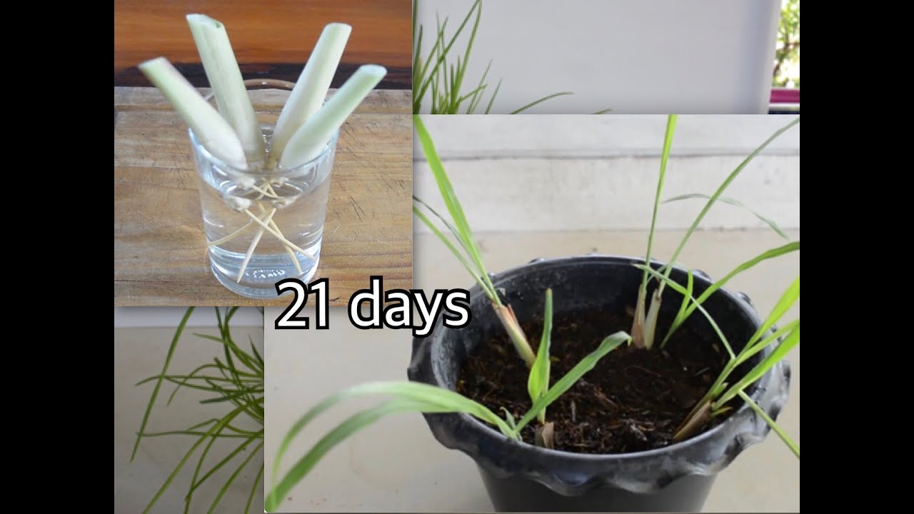 the easy way to grow lemon grass Country garden YouTube