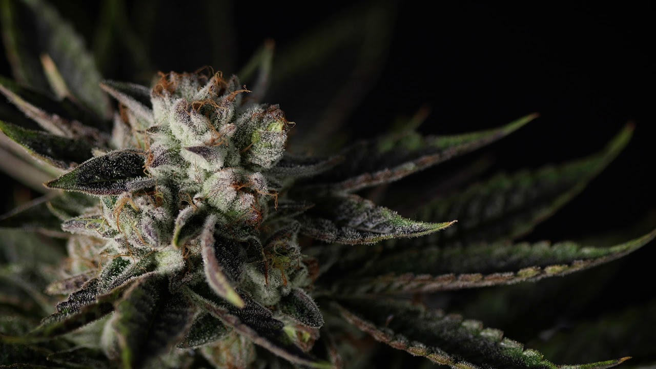 Best Cannabis Plant — Growing cannabis in a greenhouse