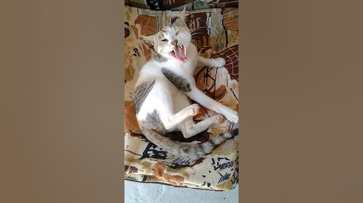 Cat 11 #shorts #viral