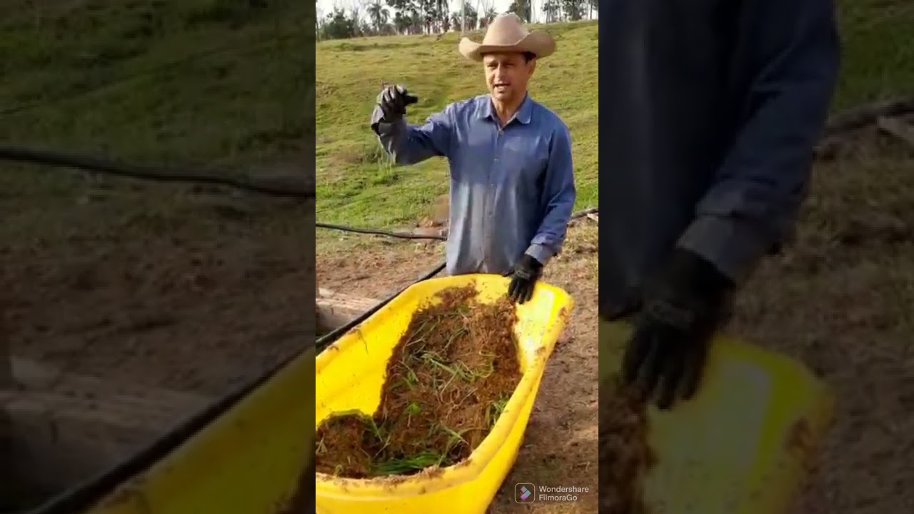 Milho Hidropônico - Testei e deu certo.