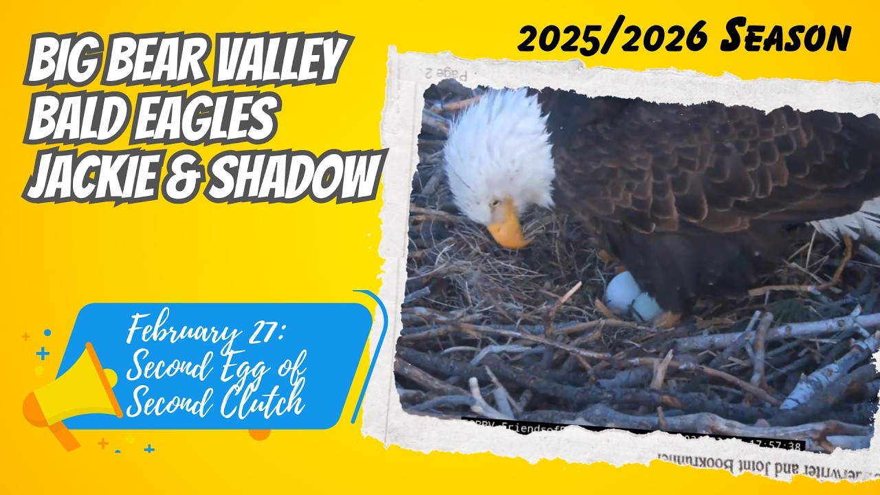 Recap (& JACKIE UPDATE): Second Egg of Second Clutch | Big Bear Valley Nest Jackie & Shadow (2/27)