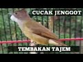 Ini Baru Ngeriii Tembakan Cucak Jenggot Tajem Cocok Buat Masteran Mp3 - Mp4 Download