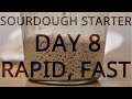 DAY 8｜Sourdough Starter｜Rapid expansion