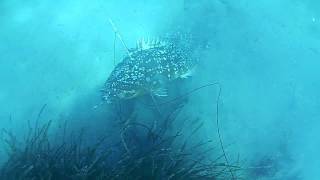 11kg Grouper takes speargun