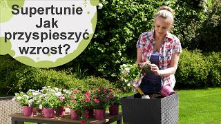Supertunie po posadzeniu. Jak przyspieszyć wzrost supertunii. Nowe odmiany