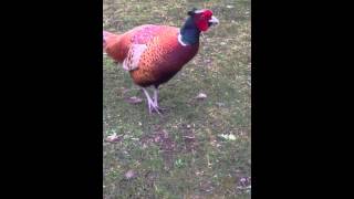 Our pet pheasant