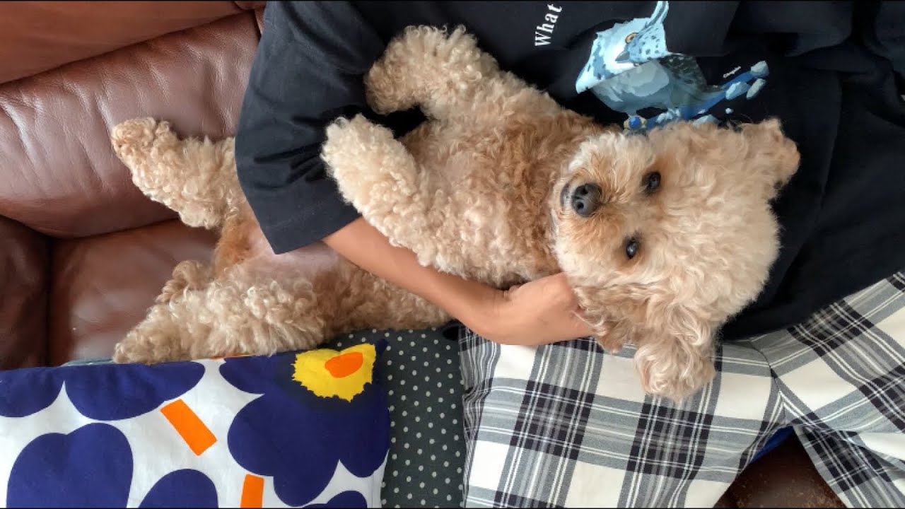 母性に目覚めた赤ちゃんのような犬 トイプードル マルプー Youtube 母性に目覚めた赤ちゃんのような犬 トイプードル マルプー Youtube