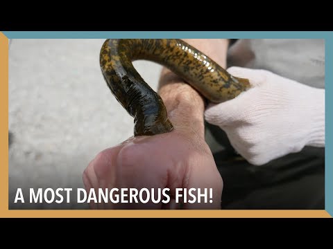 A Most Dangerous Fish! | VOA Connect