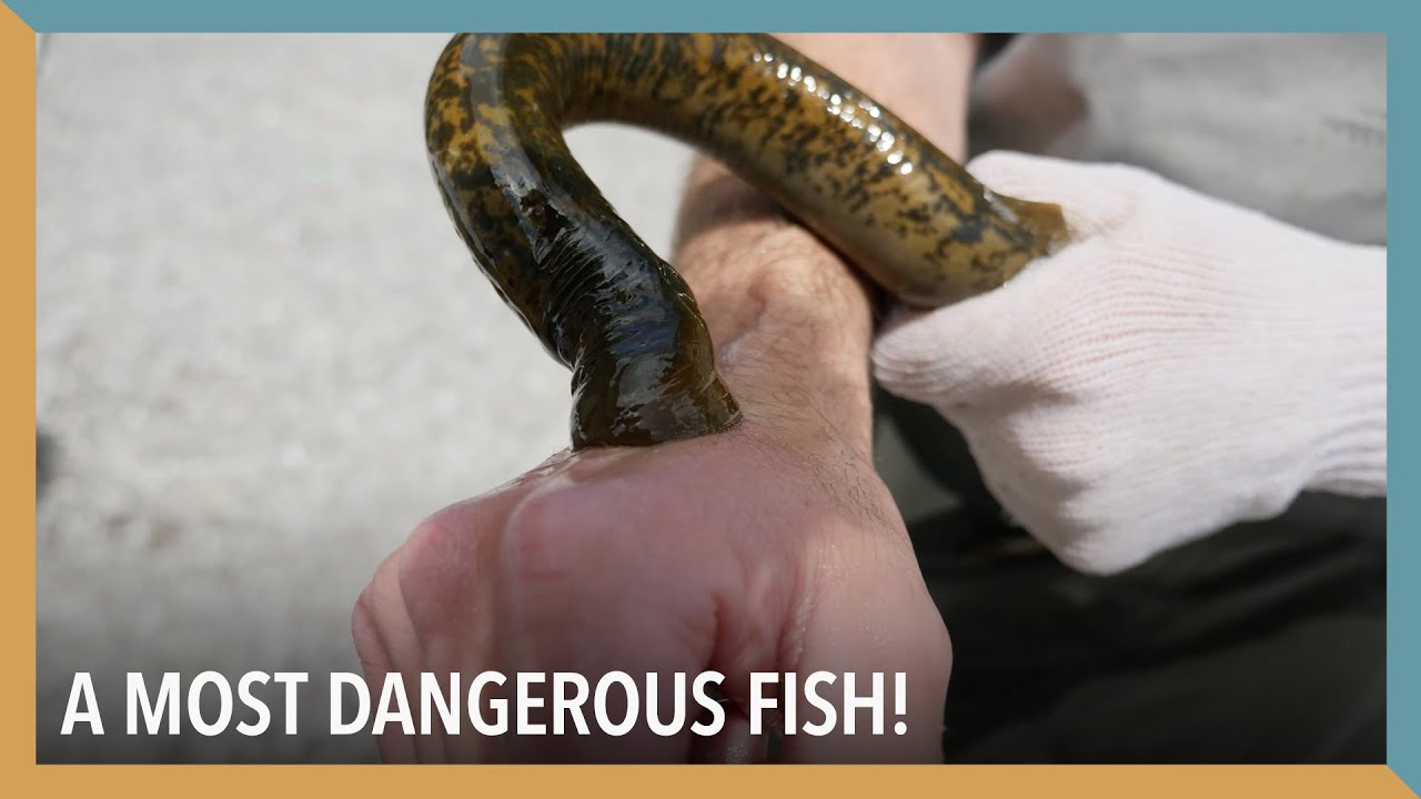 A Most Dangerous Fish Voa Connect You A Most Dangerous Fish Voa Connect, Are Lamprey Dangerous
