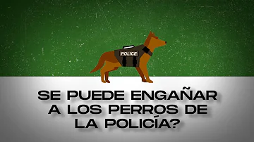 ¿Se puede confundir a un perro antidroga?