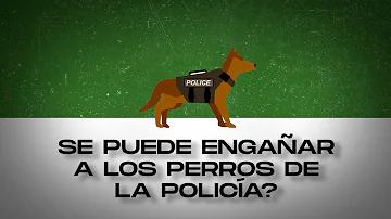 ¿Pueden los perros policía oler las armas?