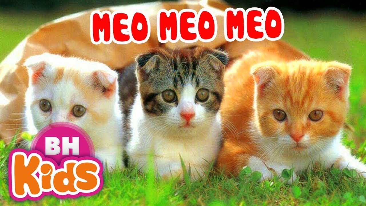 Meo Meo Meo  Chú Mèo kêu meo meo  Nhạc Thiếu Nhi Cho Bé - YouTube