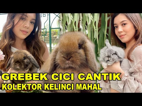 Grebek Cici Cantik Kolektor Kelinci Mahal